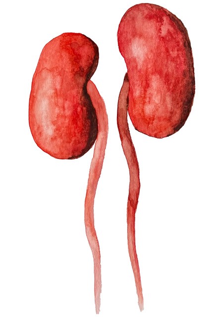 Watercolor kidney