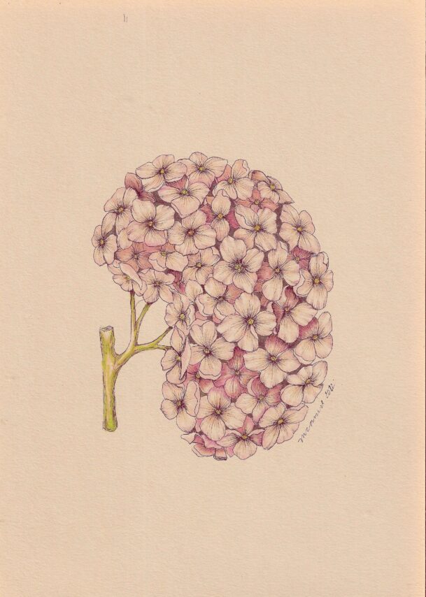 Hydrangea Kidney